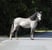 Annuncio cavallo