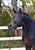 Annuncio cavallo