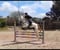 Horse ad