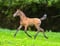 Annonce cheval