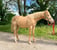 Paardadvertentie
