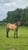 Horse ad