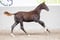 Annuncio cavallo