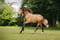 Annonce cheval