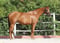 Annonce cheval