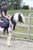 Anuncio de caballos