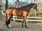 Horse ad