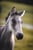 Annuncio cavallo