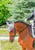 Annuncio cavallo
