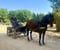 Horse ad