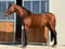 Annuncio cavallo