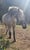 Horse ad