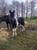 Horse ad