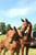 Horse ad