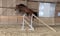 Annuncio cavallo