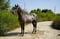Horse ad