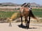 Horse ad