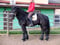 Horse ad