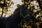 Anuncio de caballos