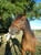Annonce cheval