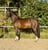 Annuncio cavallo