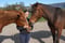 Annonce cheval