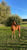 Horse ad