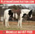 Annuncio cavallo