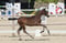 Annuncio cavallo