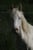 Horse ad