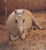 Horse ad