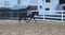 Annuncio cavallo