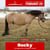 Horse ad