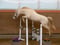 Horse ad