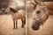 Annuncio cavallo