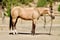 Horse ad