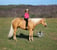 Horse ad