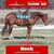 Annuncio cavallo