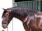 Horse ad