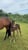 Annuncio cavallo