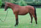Horse ad
