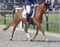 Annuncio cavallo
