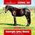Paardadvertentie