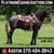 Horse ad