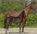 Annuncio cavallo