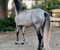 Horse ad