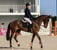 Horse ad