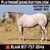 Horse ad