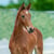 Horse ad