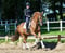 Annuncio cavallo